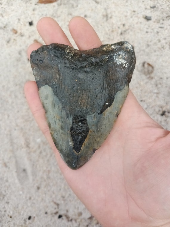 Megalodon Tooth - 4.5 inches