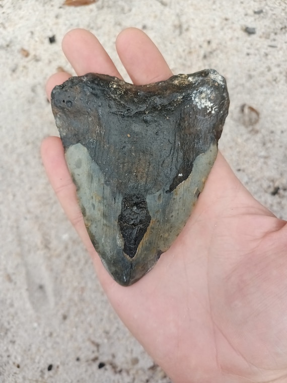 Megalodon Tooth - 4.5 inches