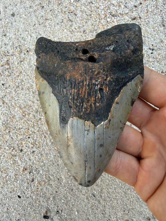 4.63 inch Megalodon Shark Tooth Fossil – Authentic, No Repair Meg Teeth