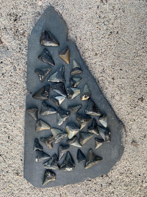 36 Juvenile Megalodon Shark Teeth Fossil Bundle, Meg Tooth Wholesale, Great for Necklaces