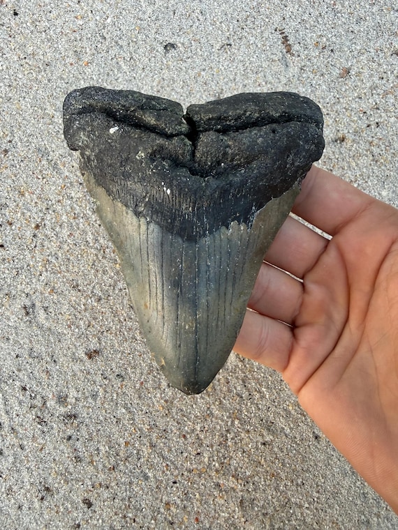 4.85 inch Megalodon Shark Tooth Fossil – Authentic, No Repair Meg Teeth
