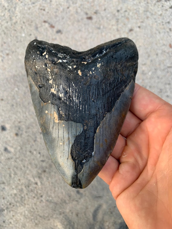 5.17 inch Megalodon Shark Tooth Fossil – Authentic No Repair Meg Teeth