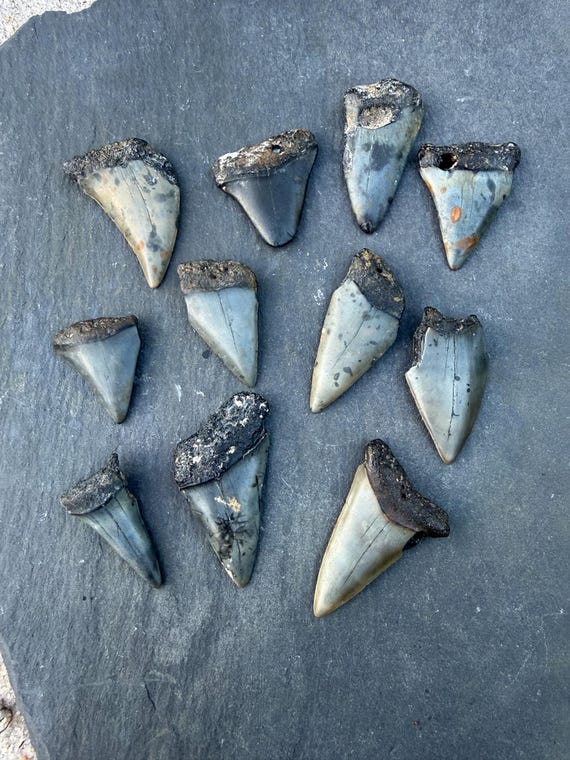 11 C. Hastalis Fossil Shark Teeth - Great for Necklaces and Crafts
