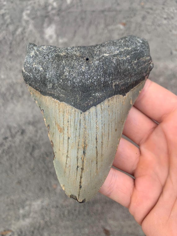 4.64 inch Megalodon Shark Tooth Fossil – Authentic, No Repair Meg Teeth