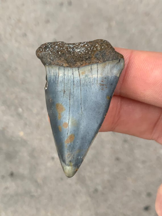 2.02 inch C. Hastalis Mako Fossil Shark Tooth
