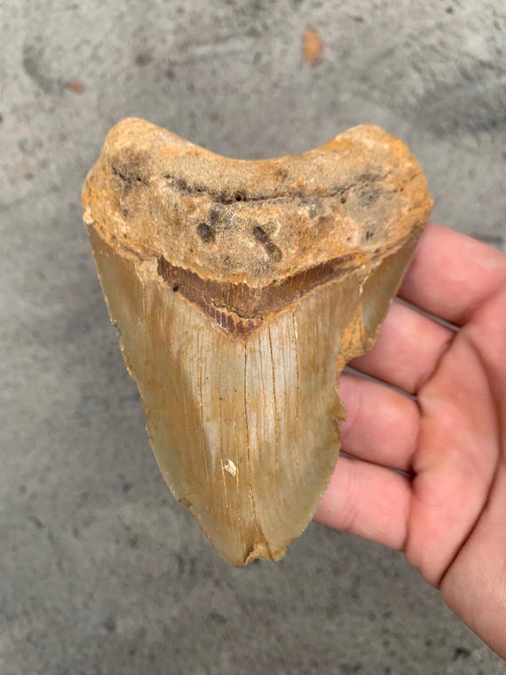 Megalodon Tooth - 4.67 inches. RARE NC color