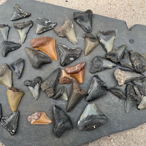 May include: A collection of fossilized shark teeth in various sizes and shapes, ranging in color from light tan and grey to dark charcoal and black, arranged across a flat, irregular piece of dark grey slate with a rough, textured surface.
