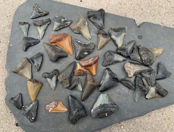 38 Juvenile Megalodon Shark Teeth Fossil Bundle, Meg Tooth Wholesale, Great for Necklaces