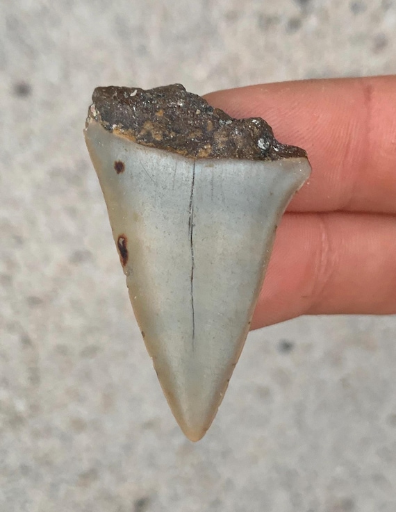 C. Hastalis Mako Fossil Shark Tooth - 1.88 Inches