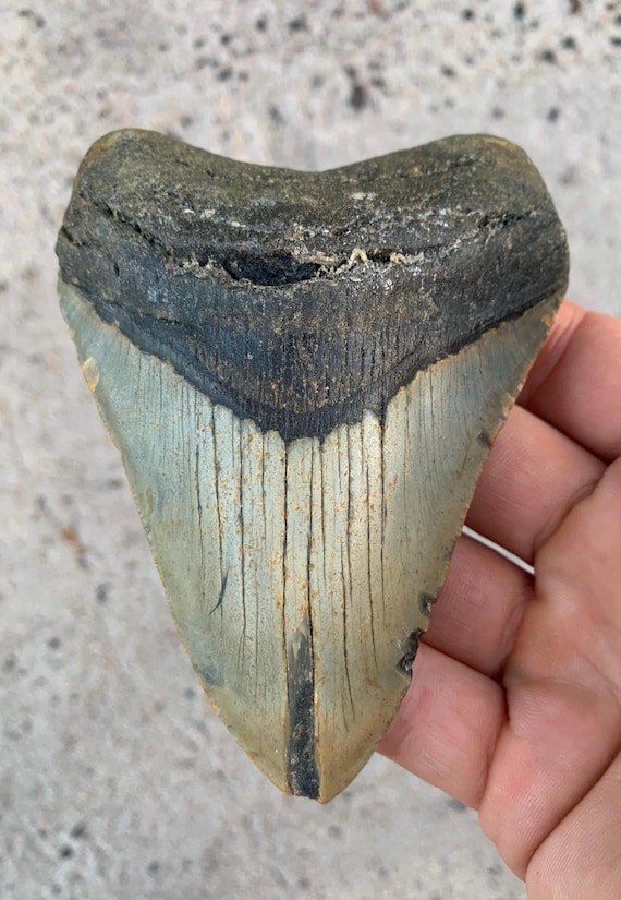 4.67 inch Authentic Megalodon Shark Tooth - No Repair, Diver Direct Shark Tooth Fossil, Otodus Megalodon