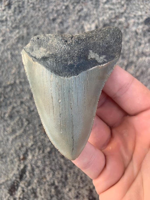 Megalodon Tooth - 3.58 inches