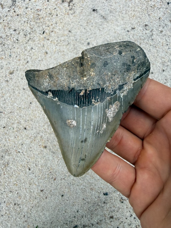 3.9 inch Megalodon Tooth Fossil - Authentic No Repair Meg Teeth Fossils