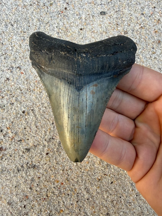 3.63 inch Chubutensis Tooth, Megalodon Ancestor - Real Fossil Shark Teeth