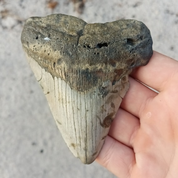 Megalodon Tooth - 3.86 inches