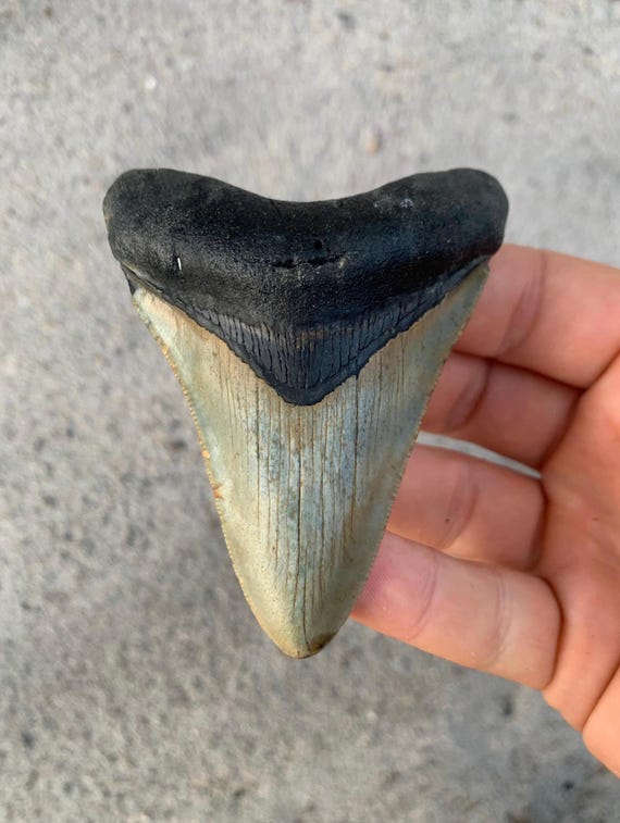 3.5 inch Megalodon Shark Tooth Fossil – Authentic No Repair Meg Teeth