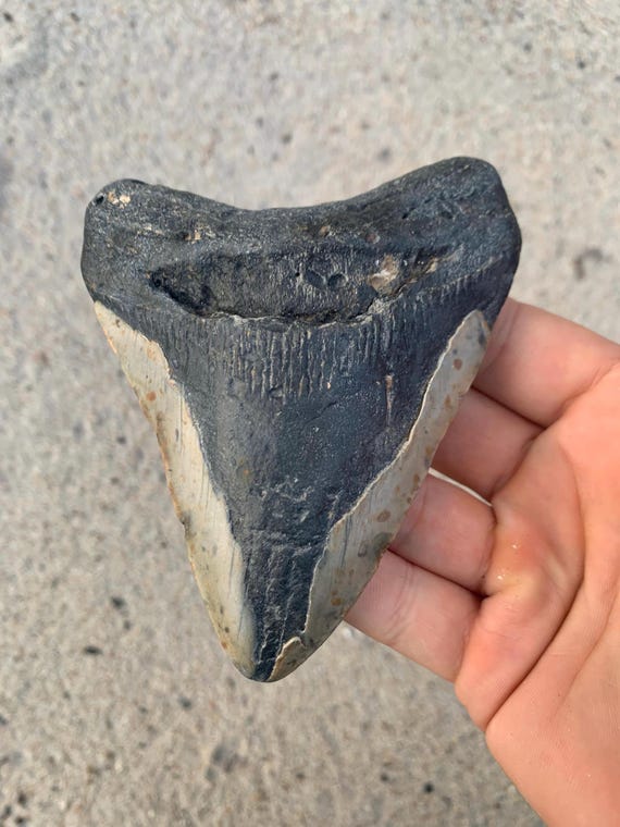 4.73 inch Megalodon Shark Tooth Fossil - Authentic, No Repair