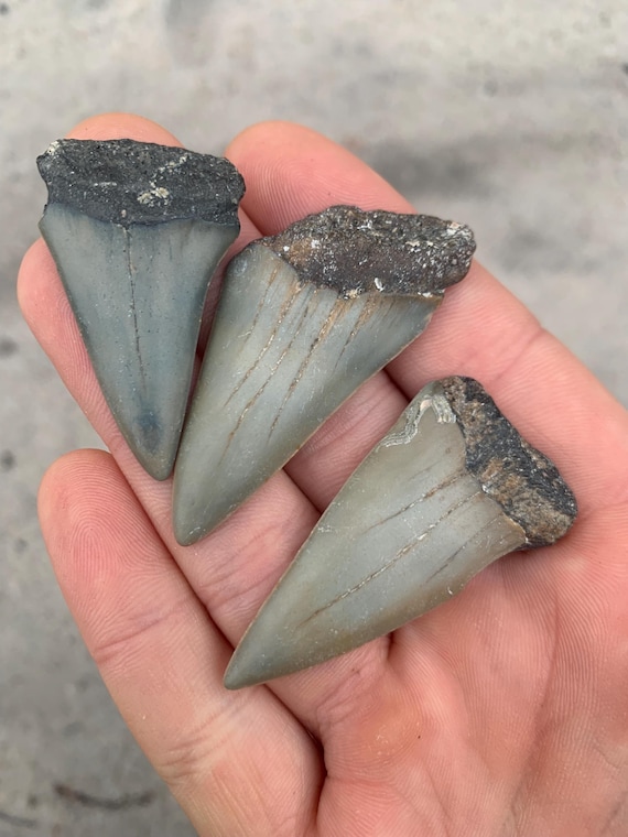 3 Mako (C. Hastalis) Shark Teeth - Authentic Fossils, No Repair, NC
