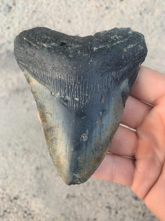 Megalodon Tooth - 4.4 inches