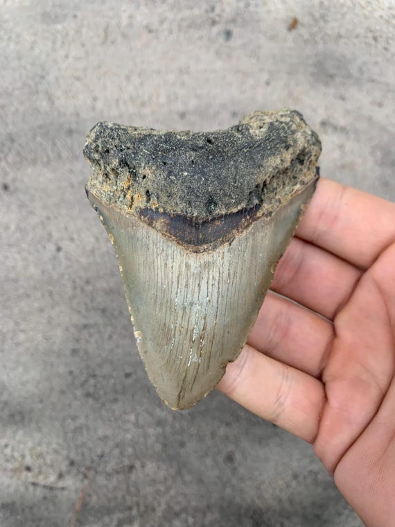 3.99 inch Megalodon Shark Tooth Fossil – Authentic, No Repair Meg Teeth