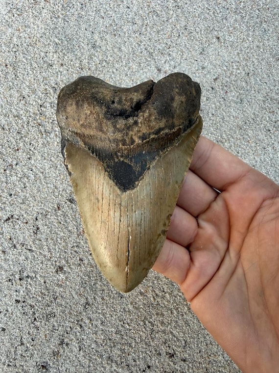 4.61 inch Megalodon Shark Tooth Fossil – Authentic, No Repair Meg Teeth