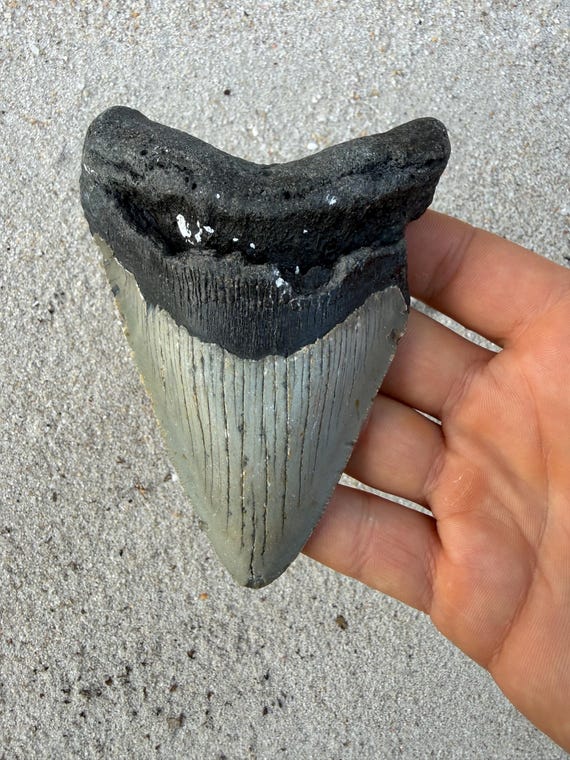 4.56 inch Megalodon Shark Tooth Fossil – Authentic, No Repair Meg Teeth