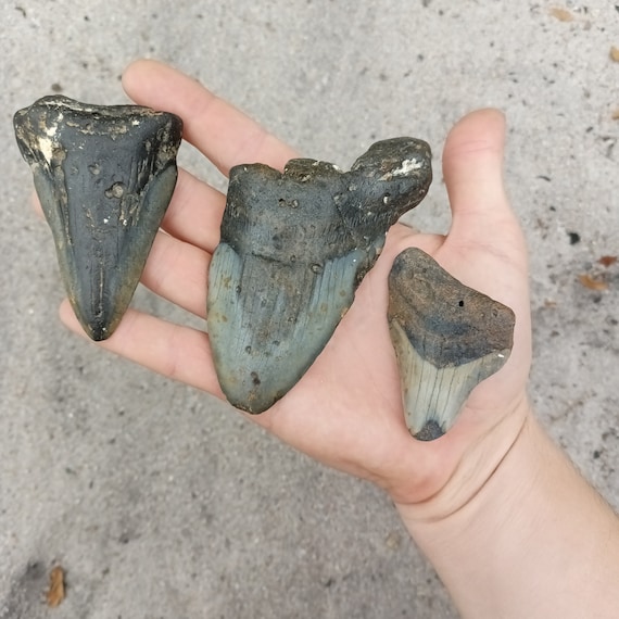 3 Megalodon Shark Teeth -  Real Fossil Megalodon Shark Teeth Bundle