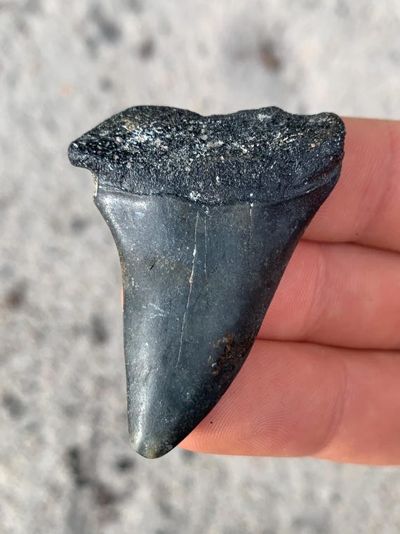C. Hastalis Mako Fossil Shark Tooth - 1.94 Inches