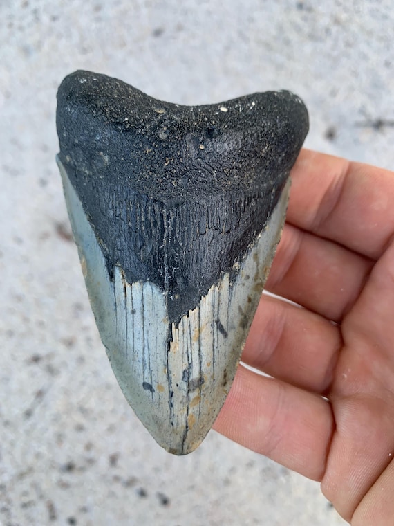 Megalodon Tooth - 3.9 inches. Lower Jaw