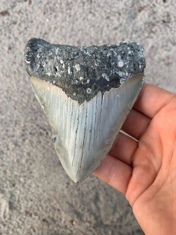 4.61 inch Megalodon Shark Tooth, Authentic, No Repair Meg Teeth Fossils