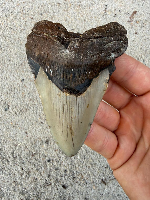 Megalodon Tooth - 3.73 inches. Real Fossil Megalodon Shark Tooth, Authentic Shark Tooth Fossil, Huge Megalodon Tooth, Meg Teeth