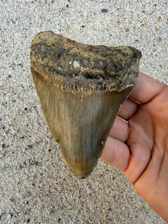 4.35 inch Megalodon Shark Tooth Fossil – Authentic, No Repair Meg Teeth
