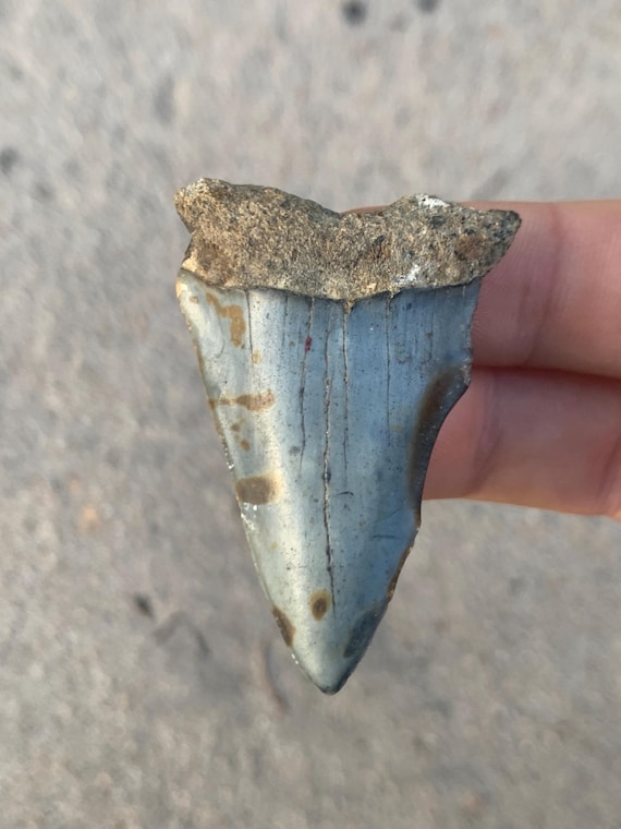 2.16 inch C. Hastalis mako shark tooth fossil