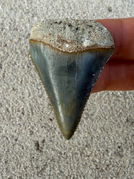 1.98 inch Great White Fossil Shark Tooth