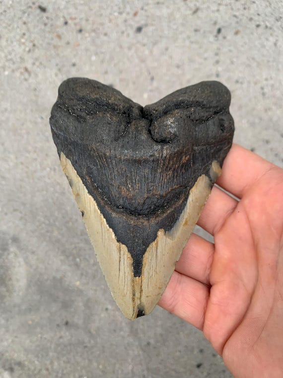 4.96 inch Megalodon Shark Tooth Fossil – Authentic, No Repair Meg Teeth