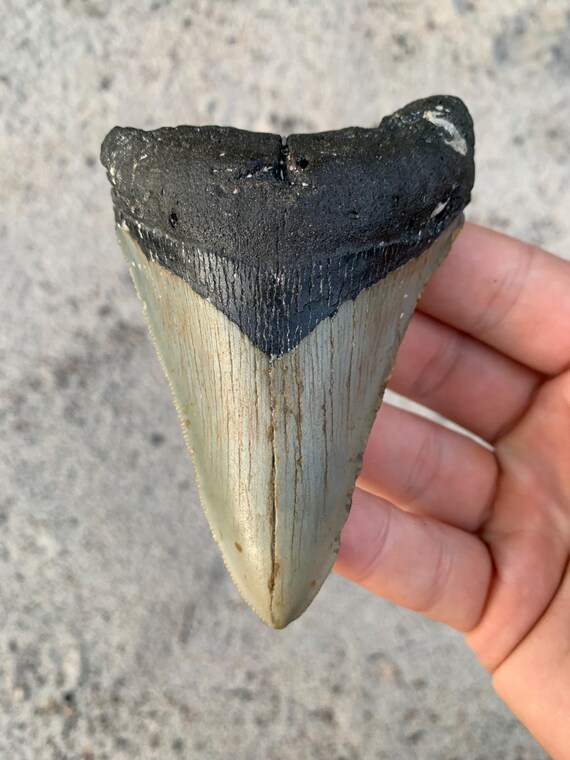 Megalodon Tooth - 4.22 inches