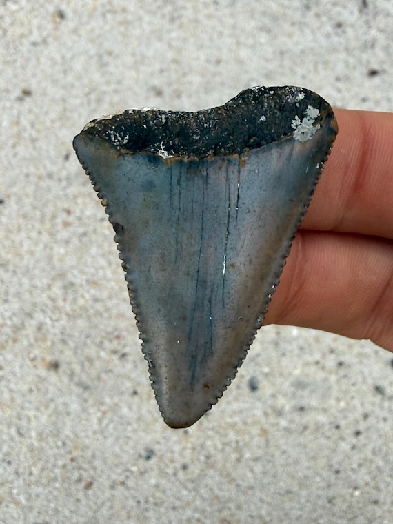1.85 inch Great White Fossil Shark Tooth