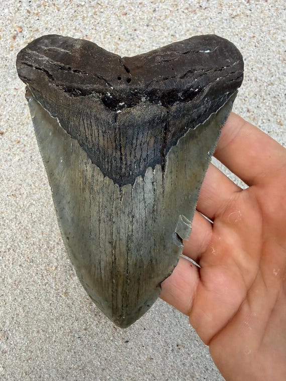 5.13 inch Megalodon Shark Tooth Fossil – Authentic No Repair Meg Teeth