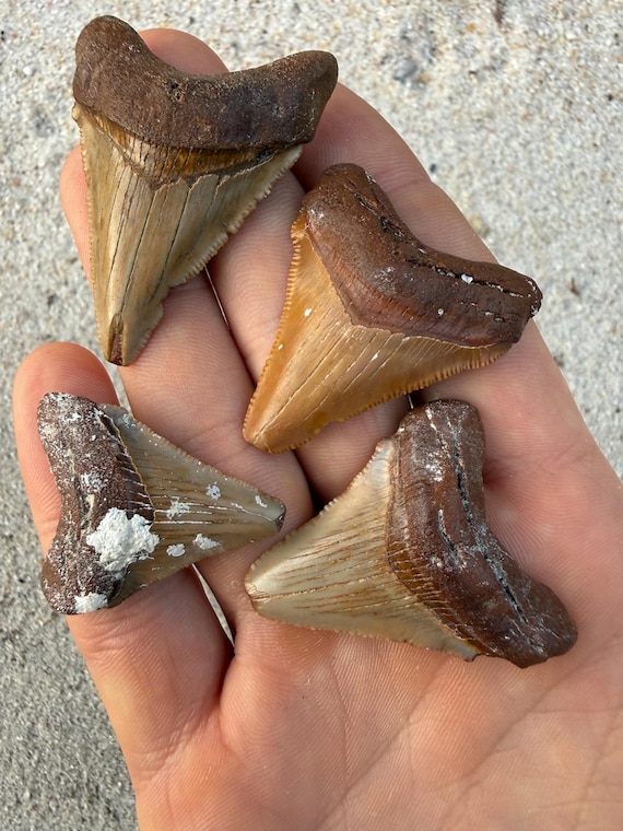 4 Chubutensis Shark Teeth -  Real Fossil Megalodon ancestor Tooth Fossils