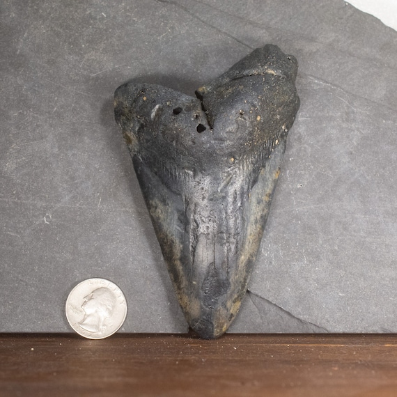Megalodon Tooth - 4.77 inches. Real Fossil Megalodon Shark Tooth, Authentic Shark Tooth Fossil, Huge Megalodon Tooth, Meg Teeth