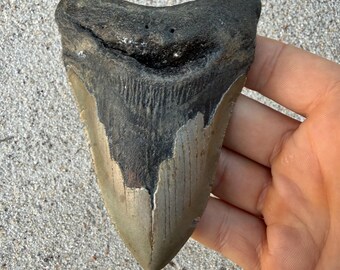 4.36 inch Megalodon Shark Tooth Fossil – Authentic No Repair Meg Teeth