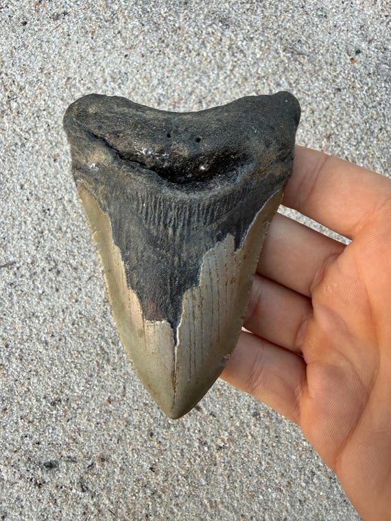 4.36 inch Megalodon Shark Tooth Fossil – Authentic No Repair Meg Teeth