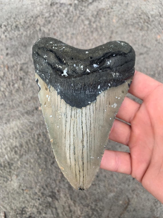 5.68 inch Megalodon Tooth Fossil - Authentic Meg Teeth Fossils