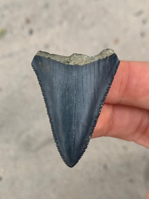 1.77 inch Great White Fossil Shark Tooth