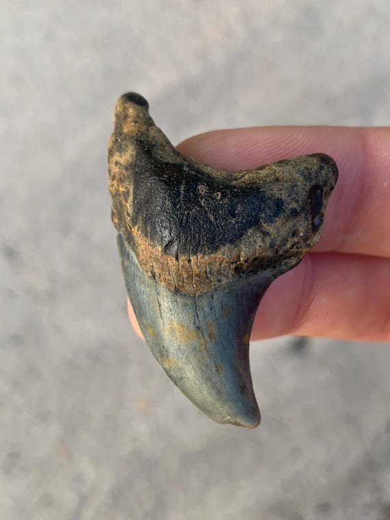 Parotodus Benedenii - 1.96 Inches, Rare Shark Tooth