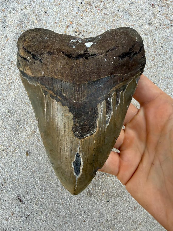 5.78 inch Megalodon Shark Tooth Fossil – Authentic, No Repair Meg Teeth