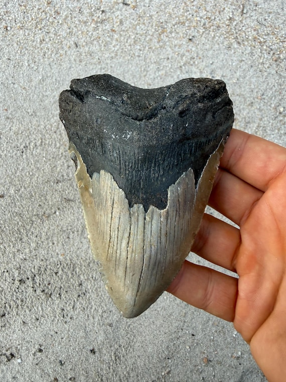 4.58 inch Megalodon Shark Tooth Fossil – Authentic, No Repair Meg Teeth