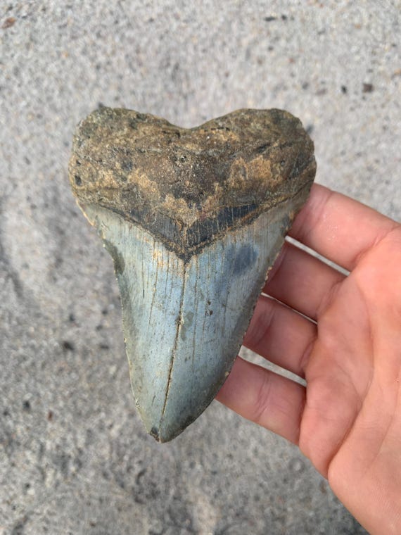 4.72 inch Megalodon Shark Tooth Fossil – Authentic, No Repair Meg Teeth