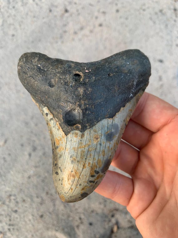Megalodon Tooth - 4.36 inches