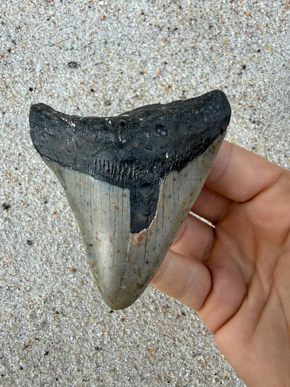 3.63 inch Megalodon Shark Tooth Fossil – Authentic, No Repair Meg Teeth