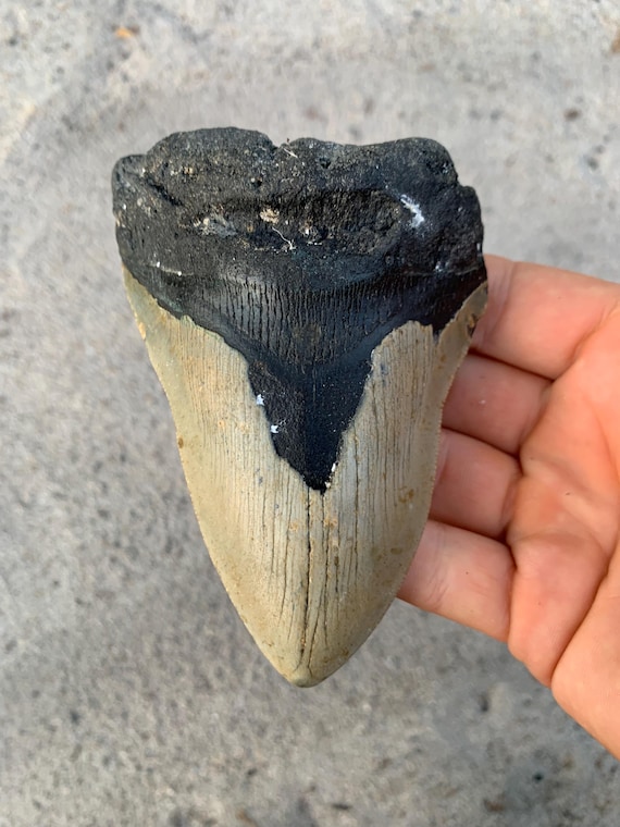 4.99 inch Megalodon Shark Tooth Fossil – Authentic No Repair Meg Teeth